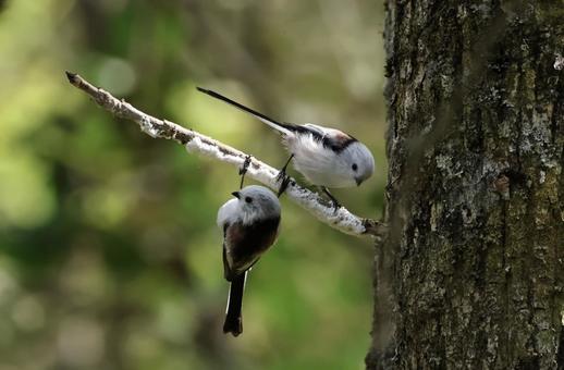 シマエナガ しまえなが,北海道,かわいいの写真素材