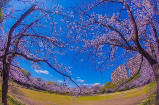 山崎公園の桜と広場 桜,ソメイヨシノ,満開の写真素材