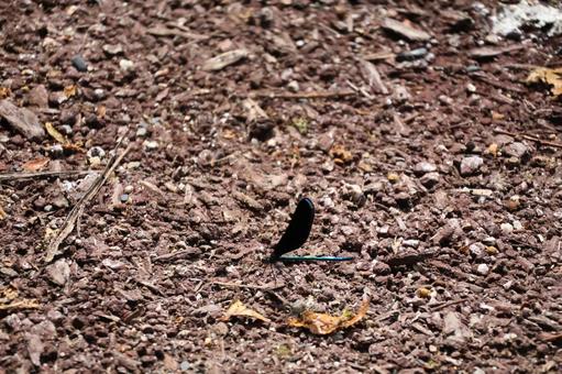 地面にとまるハグロトンボ 地面にとまるハグロトンボの写真