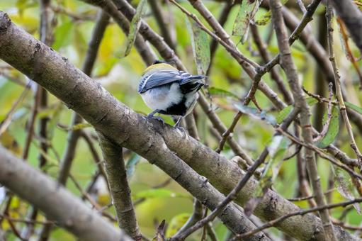 シジュウカラ(54) 野鳥,鳥,シジュウカラの写真素材