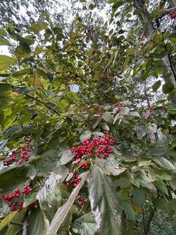 秋。赤い実。 自然,景色,秋の写真素材