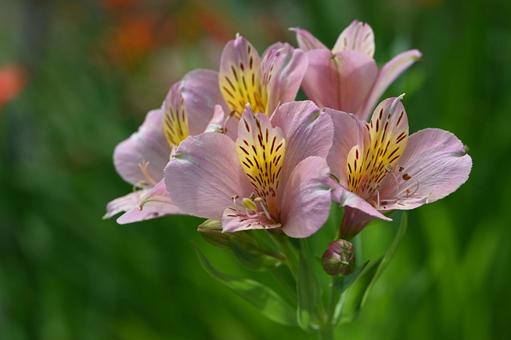 Photo, alstroemeria, inca lily, yurisuisen, 