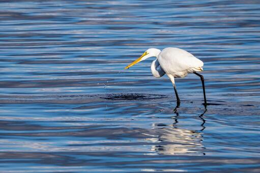 ダイサギの狩り(35) 鳥,ダイサギ,狩りの写真素材