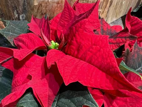 ポインセチア ポインセチア,植物,クリスマスの写真素材