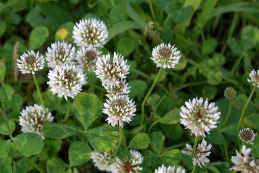 シロツメクサの花 シロツメクサの花 シロツメクサ,自然,白い花の写真素材