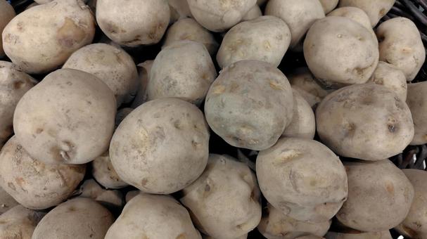 新じゃが じゃがいも,新じゃが,野菜の写真素材