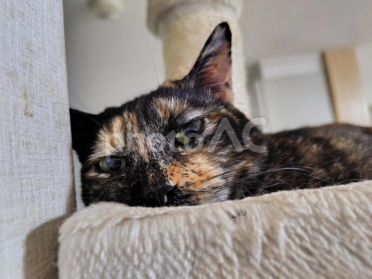 写真撮るの？ ねこ,もふもふ,ふわふわの写真素材