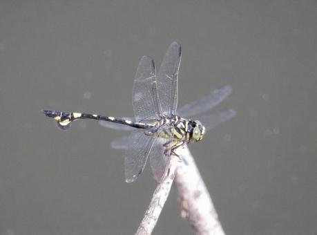 【昆虫写真】ウチワヤンマ(団扇蜻蜒) 【昆虫写真】ウチワヤンマ(団扇蜻蜒)の写真