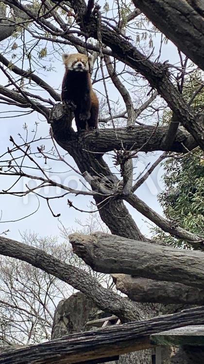 動物園　のびのび動くレッサーパンダ1 レッサーパンダ,のんびり,動物の写真素材