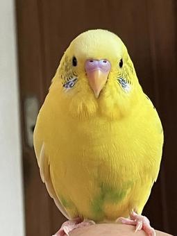 黄色いセキセイインコの正面 黄色いセキセイインコの正面 セキセイインコ,黄色,全身の写真素材