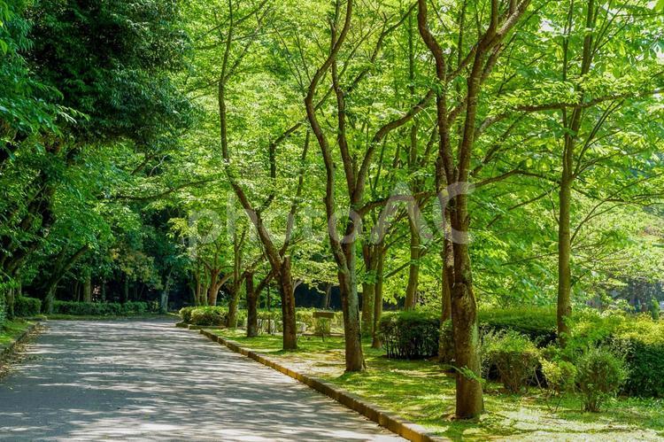 公園の新緑と青空 公園,風景,青空の写真素材