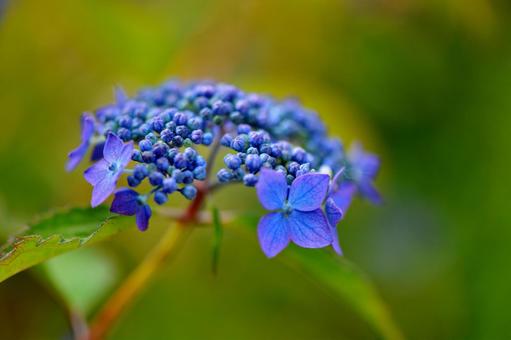 Photo, yamah hydrangea, sawas azai, hydrangeae, 