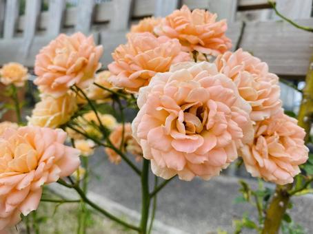 オレンジ色のバラの写真