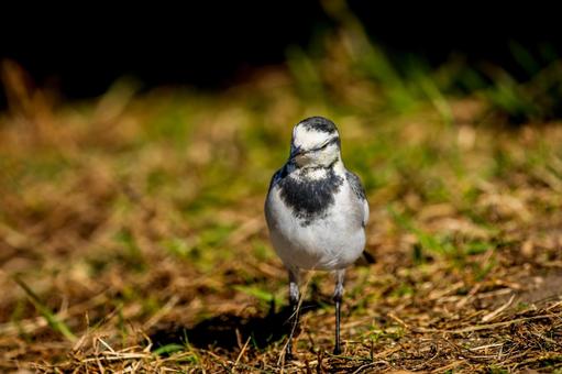 地面を歩くハクセキレイの写真