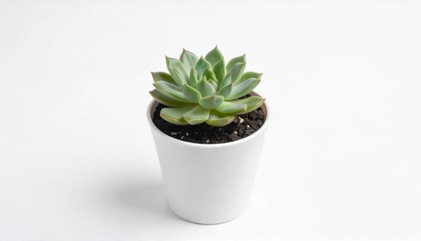 白い背景に多肉植物 白い背景に多肉植物の写真