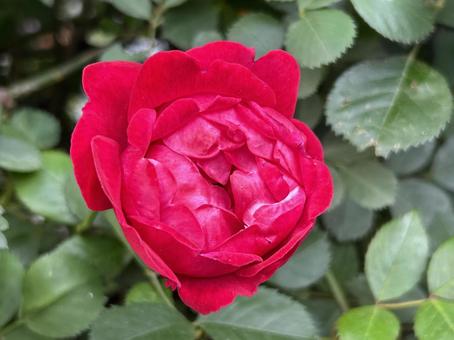 バラ 花,バラ,薔薇の写真素材