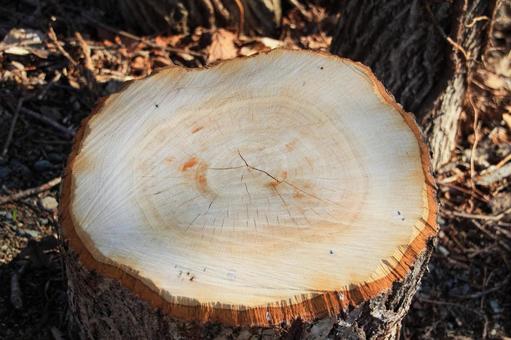 Photo, wood, stump, crack, 