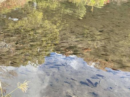 透き通った池と魚たち 透き通った池と魚たち 池,水,水草の写真素材
