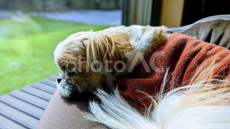 休息中のシーズー犬 休息中,飼犬,庭の写真素材
