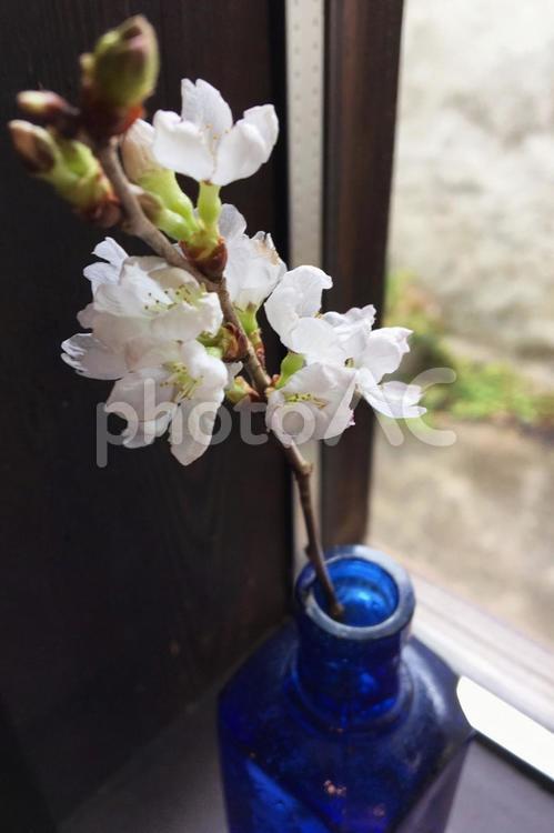 桜のイメージ 桜,さくら,サクラの写真素材