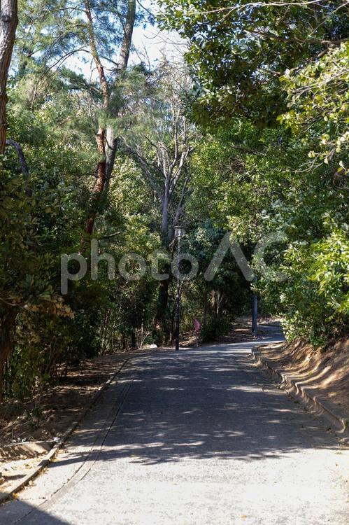 公園の木々の道 自然,木,風景の写真素材