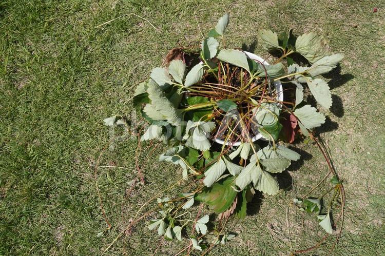 鉢植えの苺苗（水切れ）01 苺苗,いちご,植木鉢の写真素材