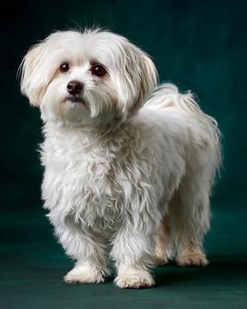 温かい雰囲気の白い犬の横顔 温かい雰囲気の白い犬の横顔の写真