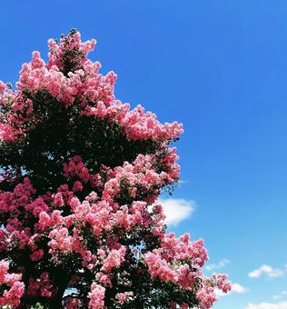 サルスベリ サルスベリ サルスベリ,百日紅,木の写真素材