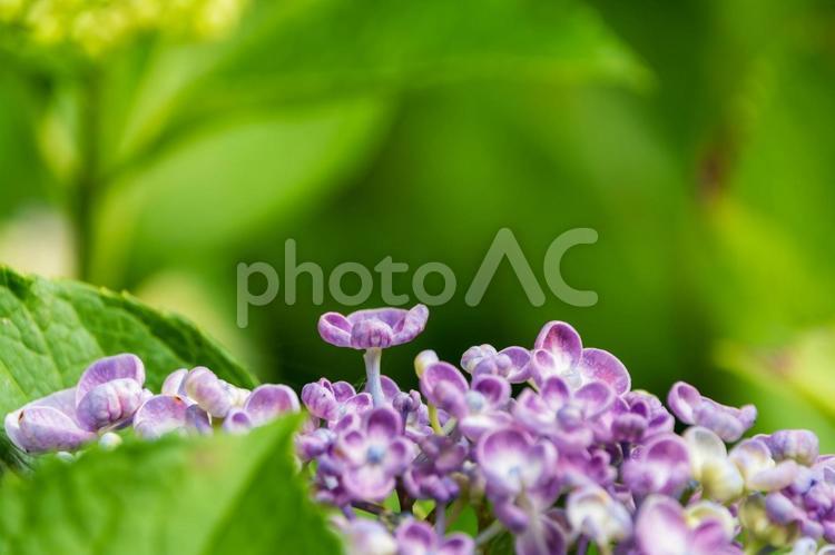 オタフクアジサイのつぼみ オタフクアジサイ,紫陽花,つぼみの写真素材