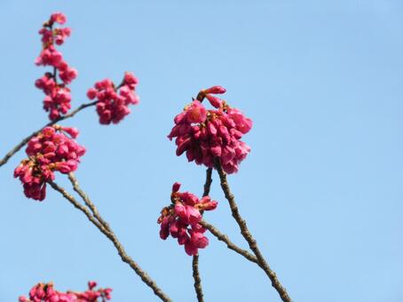 3月上旬、咲き始めのカンヒザクラ カンヒザクラ,桜,花の写真素材