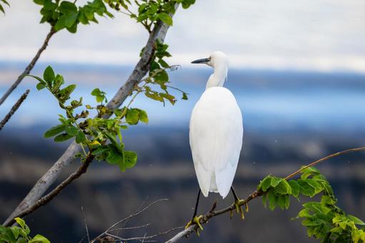 コサギ(40)の写真
