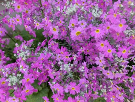 Primrose, JPG Primrose, JPG