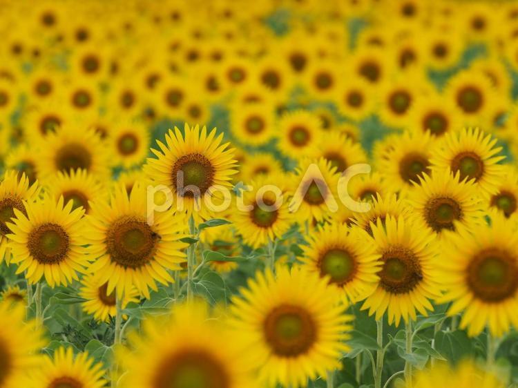 新潟県阿賀野市のひまわり畑 ヒマワリ,ひまわり畑,花畑の写真素材