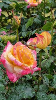 雨上がり、見頃の薔薇 雨上がり、見頃の薔薇 バラ,薔薇,花の写真素材