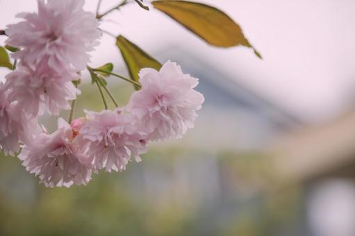 遅咲きの桜 遅咲きの桜 さくら,アップ,サクラの写真素材