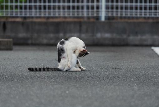 毛繕いを真剣にする牛柄猫 牛柄猫,cawcat,ハチワレ猫の写真素材