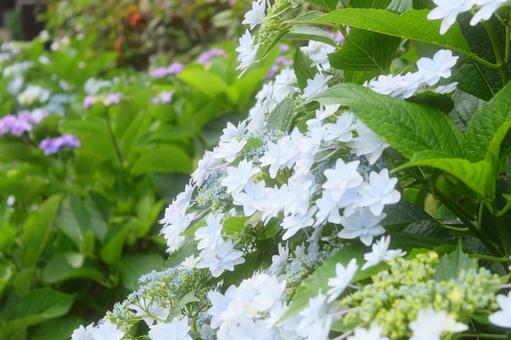 紫陽花 紫陽花の写真