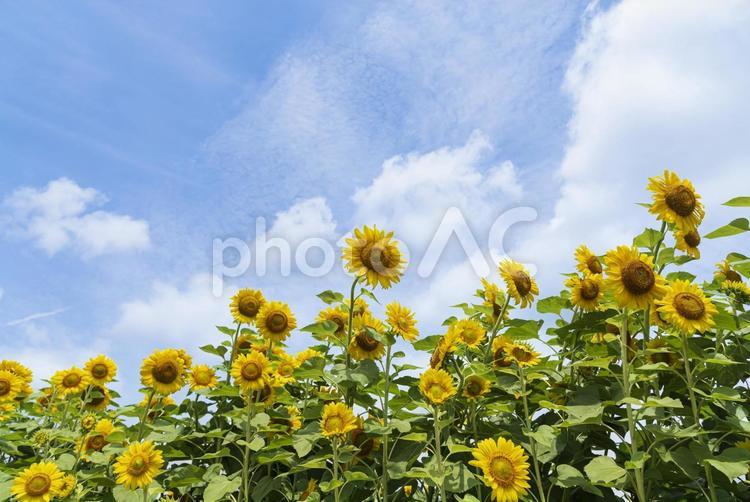 青空をバックにした鮮やかで美しいひまわり 向日葵,ヒマワリ,ひまわりの写真素材