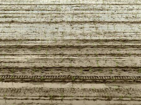 Rice field, JPG