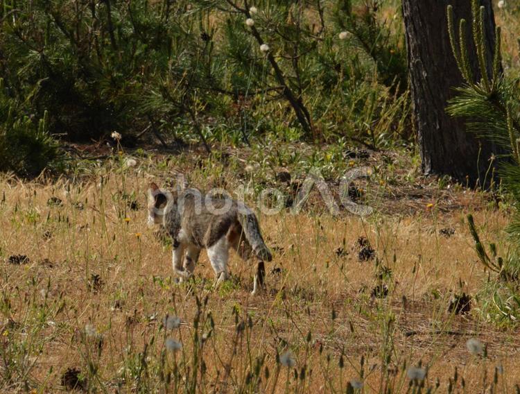 立ち去る野良猫 野良猫,猫,動物の写真素材