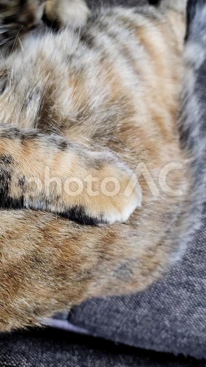 しあわせの麦わら猫（お手て編） ねこ,おてて,ふわふわの写真素材