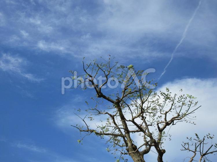 木の枝と秋の空 木の枝,枯れ枝,青空の写真素材