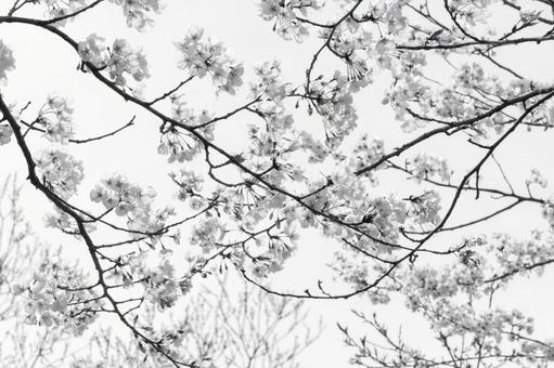 満開の桜 満開の桜 桜,林,爛漫の写真素材