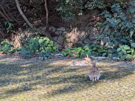 うさぎ うさぎ,大久野島,野生の写真素材