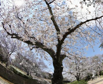 桜 桜の写真