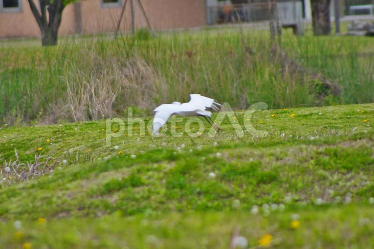 サギの散歩 田んぼ,散歩,自然の写真素材