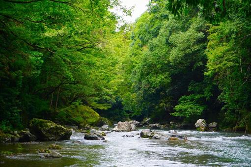 夏の森の中の小川と森林1 夏の森の中の小川と森林1 水,透明,涼しいの写真素材