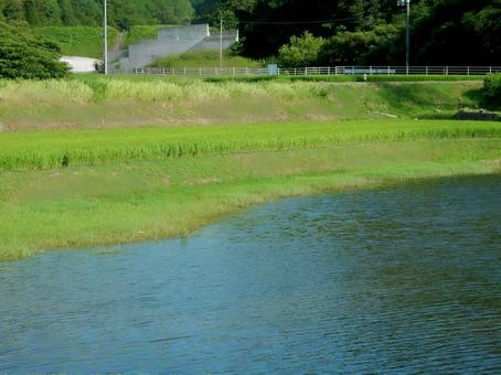 【風景写真】田んぼの風景 【風景写真】田んぼの風景 田んぼ,水田,田の写真素材