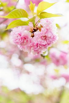 Photo, yaezakura, double cherry blossoms, cherry blossoms, 