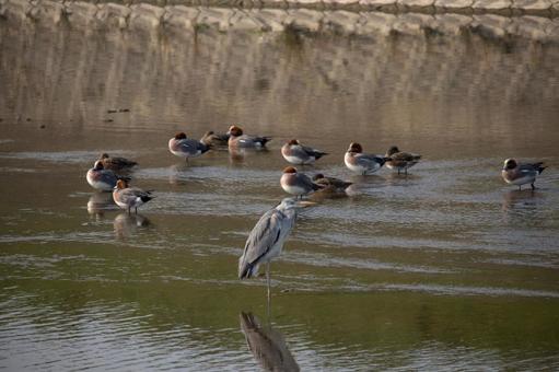 アオサギの写真